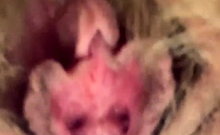 Amateur Hairy girl masturbation webcam close up